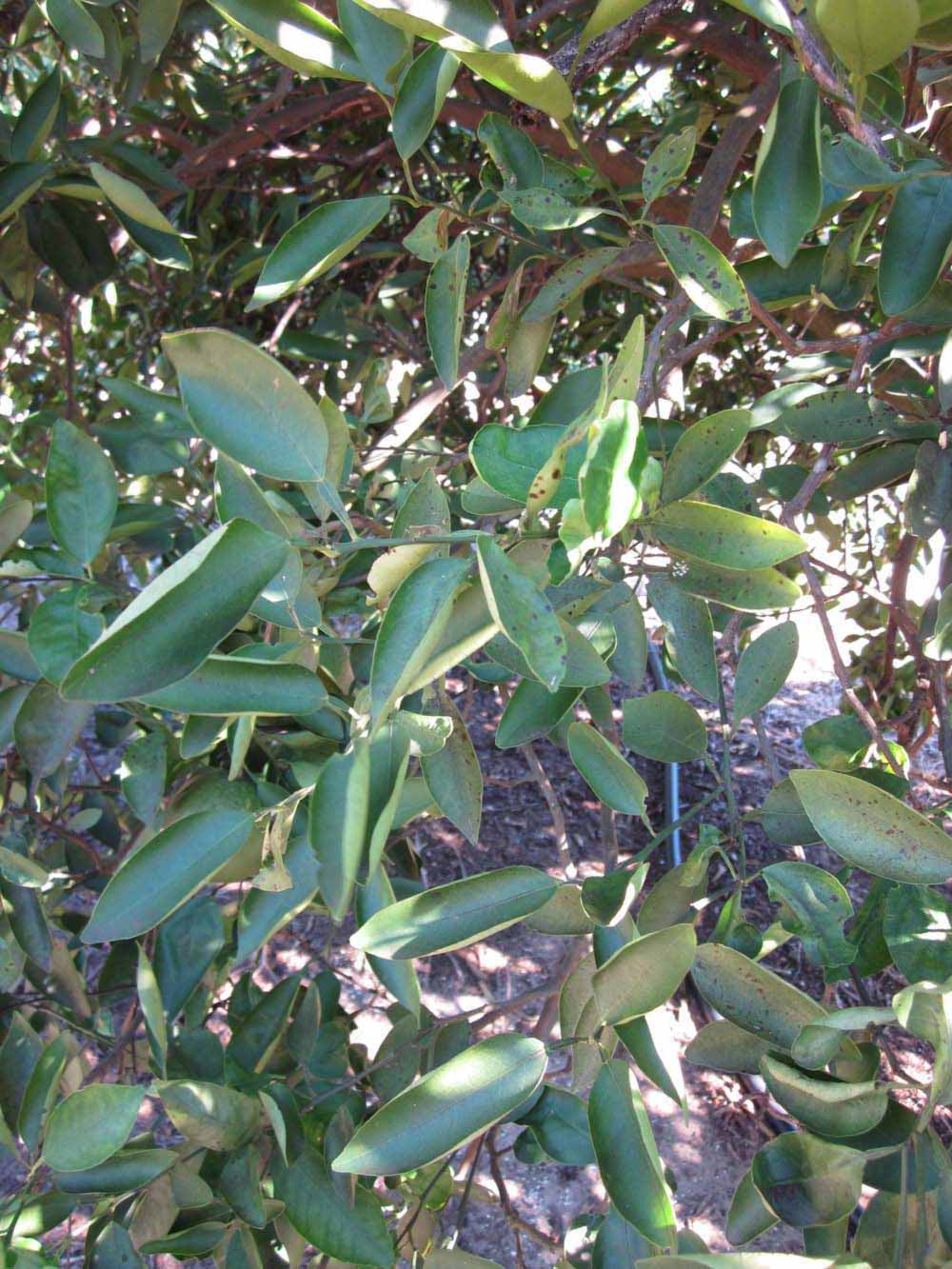              Shade leaves (Winter Haven, FL)       